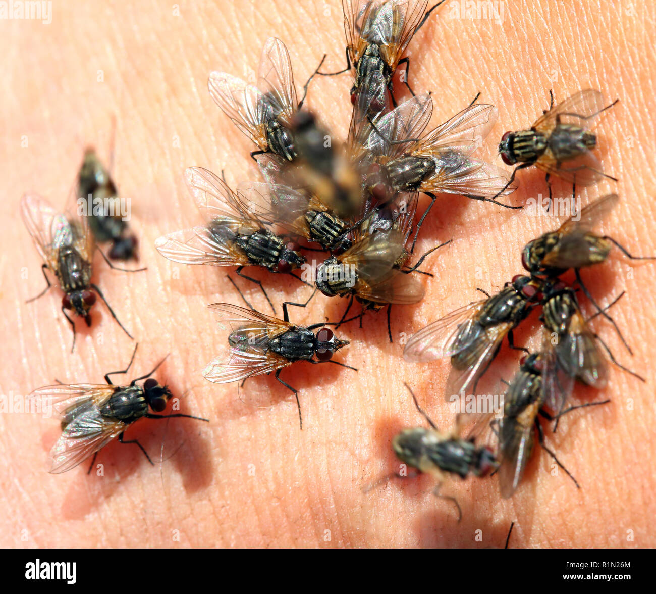 House flies captured on traditional sticky fly paper Stock Photo - Alamy