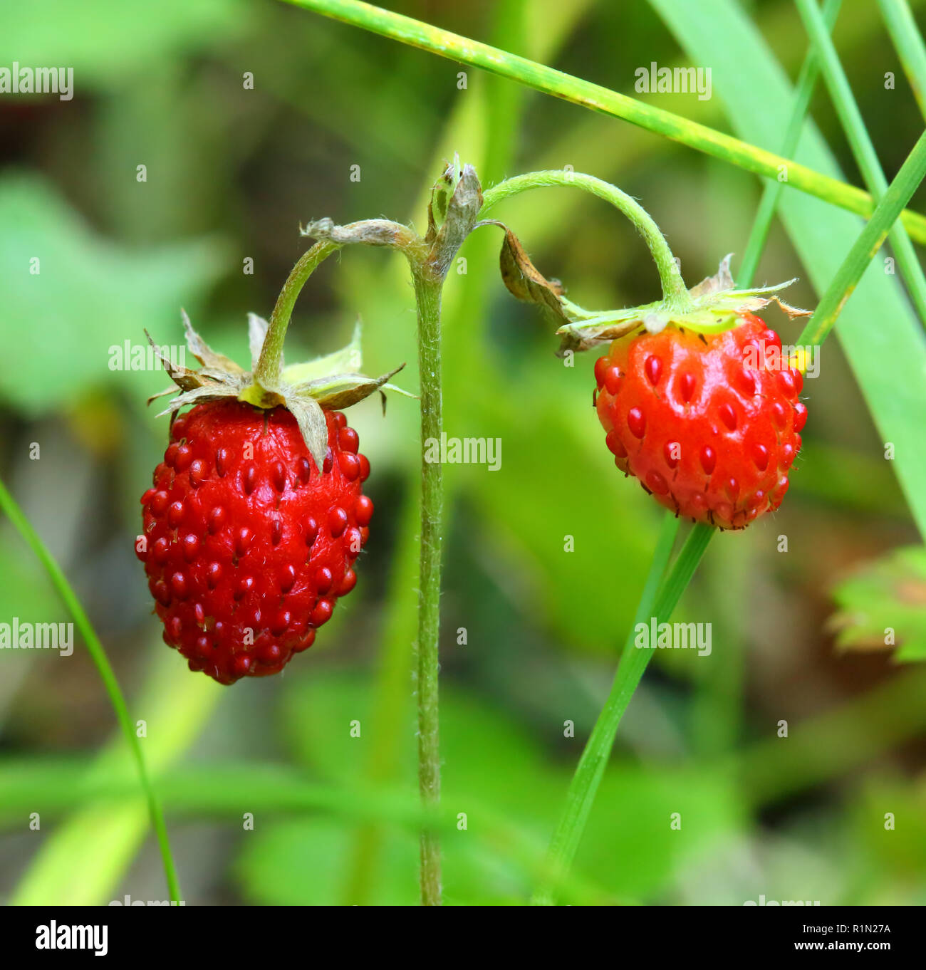 ripe berries of wild strawberry - macro Stock Photo - Alamy