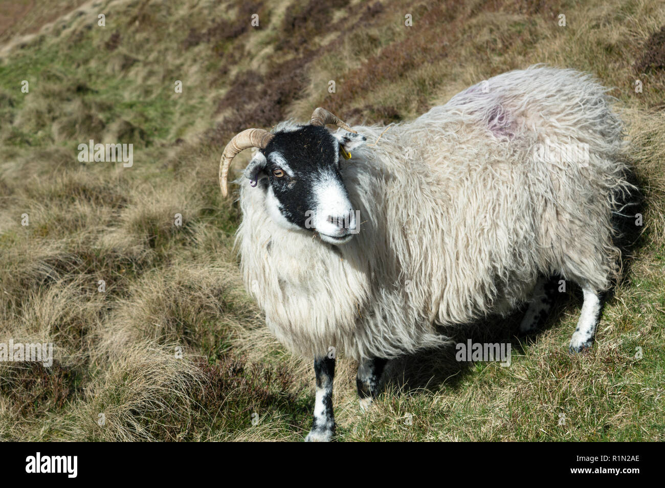 A sheep in the Peak District Stock Photo