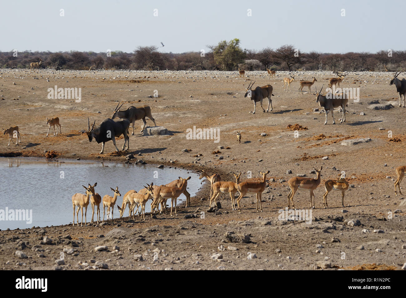 Impalaherde am Wasserloch, Etosha National Park, Chudop water hole, Namibia, Africa Stock Photo