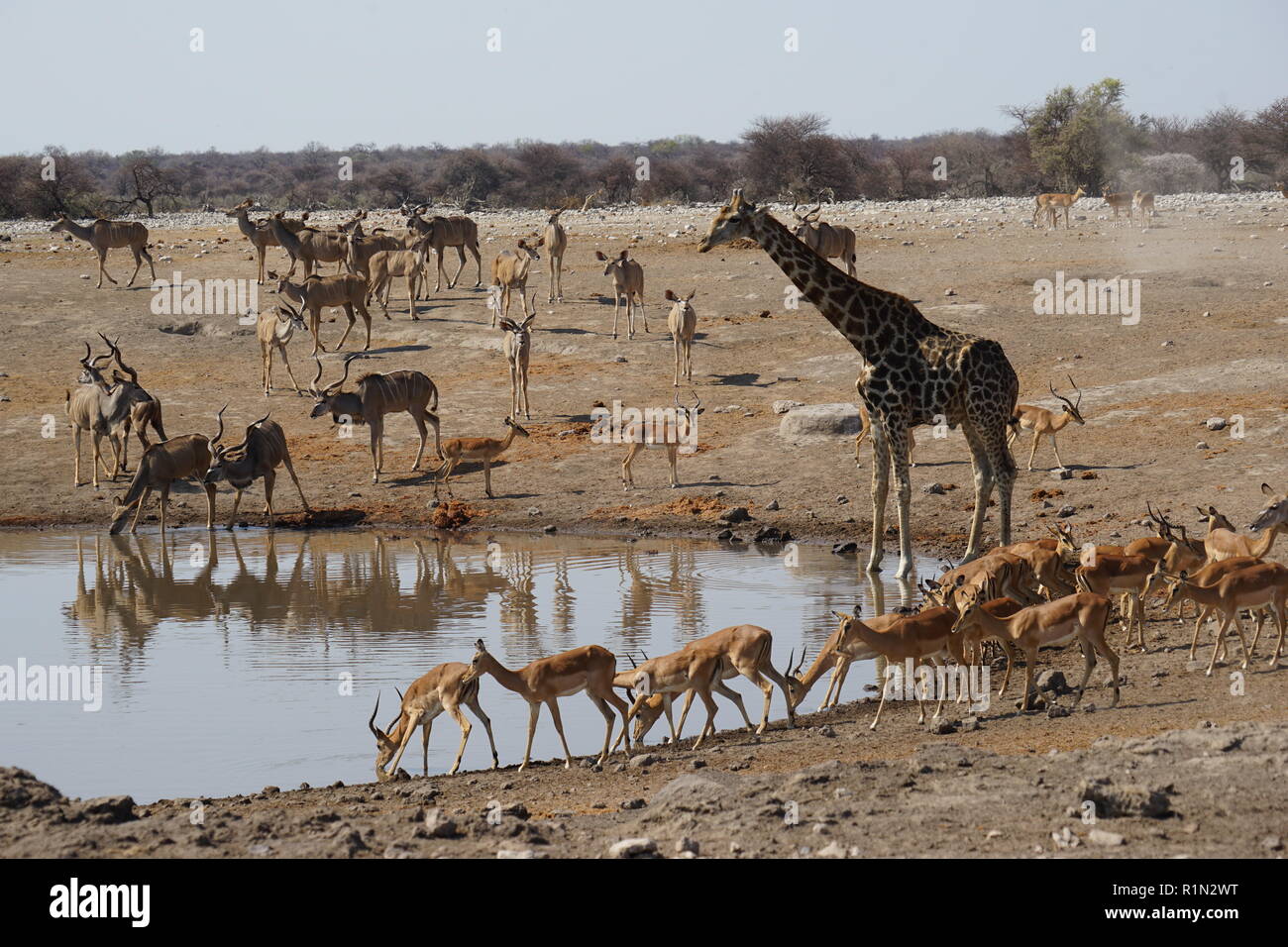 Giraffen und Impalaherde am Wasserloch, Etosha National Park, Chudop water hole, Namibia, Africa Stock Photo