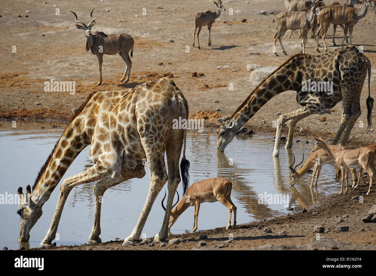 Etosha National Park, Chudop water hole, Namibia, Africa Stock Photo