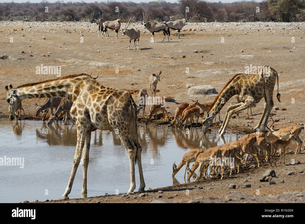 Giraffen und Impalaherde am Wasserloch, Oryx Antilopen  warten im Hintergrund, Etosha National Park, Chudop water hole, Namibia, Africa Stock Photo