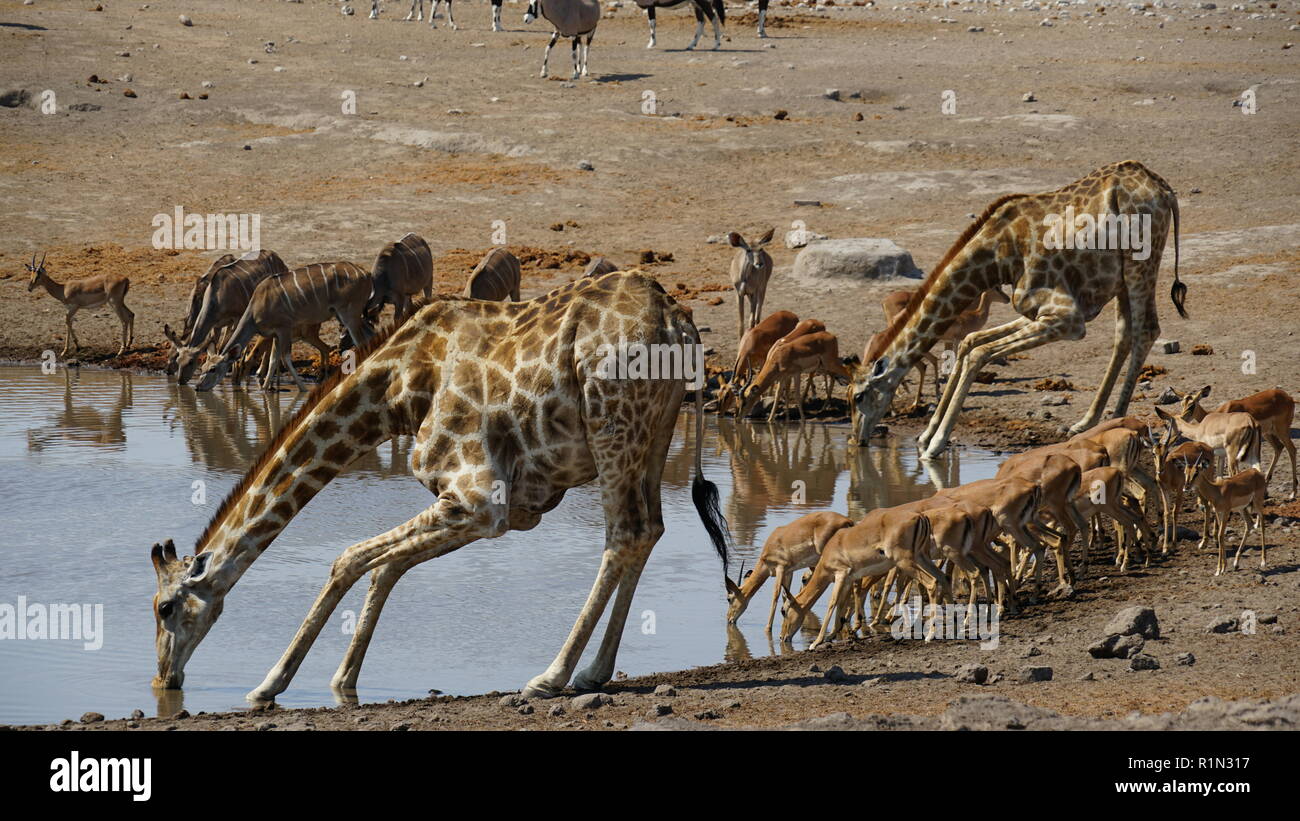Giraffen und Impalaherde, Etosha National Park, Chudop water hole, Namibia, Africa Stock Photo
