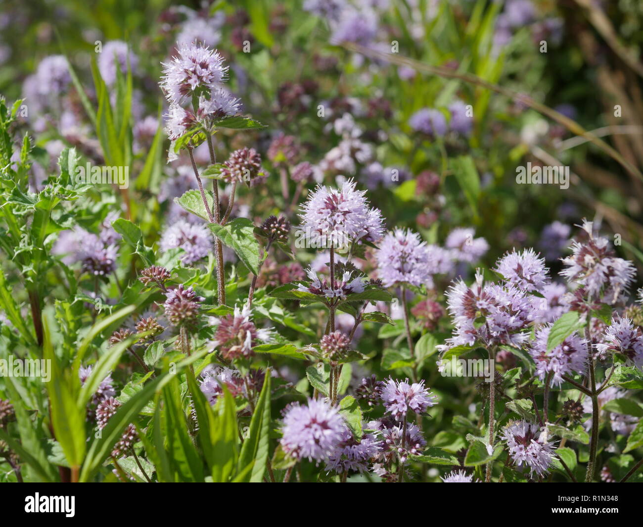 mint flowers in the meadow lamiaceae lindl Stock Photo