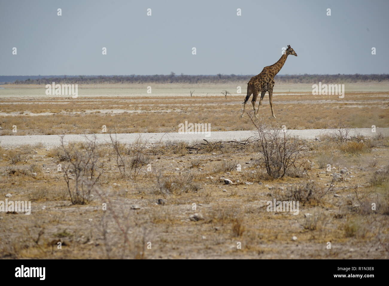 Giraffe,  Etosha-Pfanne, Etosha National Park, Namibia, Afrika Stock Photo