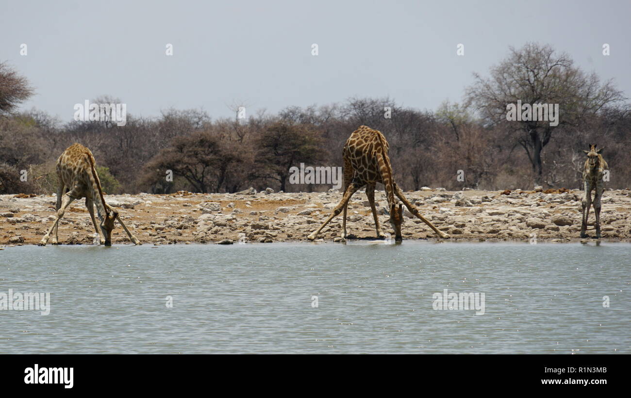 Three Giraffes drinking, Klein Namutoni Water Hole, Etosha National Park, Namibia, Africa Stock Photo