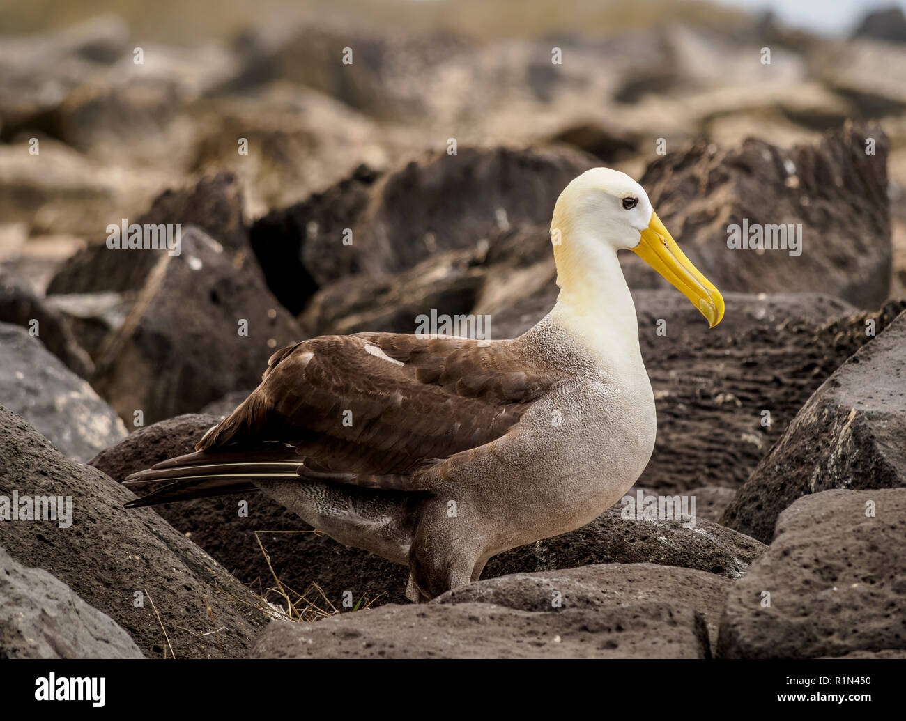 Waved albatross (Phoebastria irrorata), Punta Suarez, Espanola or Hood Island, Galapagos, Ecuador Stock Photo