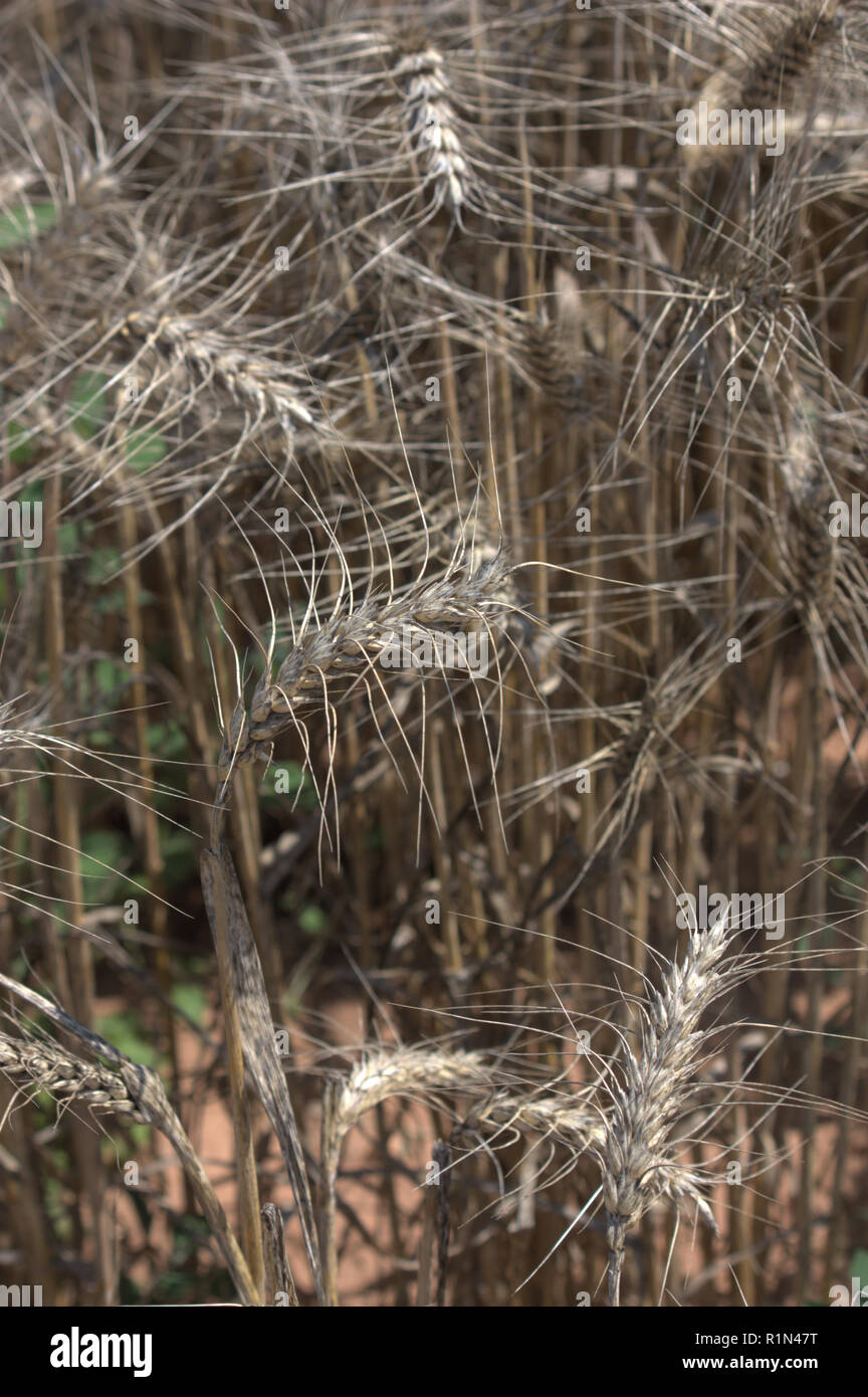 Image with texture of natural origin in which a close-up of some cereal plants with their well-formed spikes is represented. Stock Photo