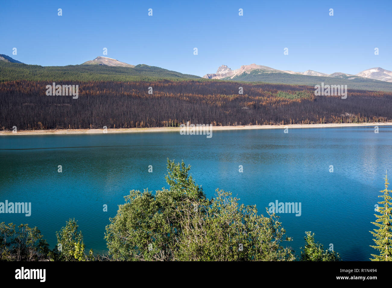 Burnt trees beside Medicine Lake in Jasper National Park, Canada.  These are reminents of the July 2015 Excelsior Wildfire in the Maligne Valley. Stock Photo