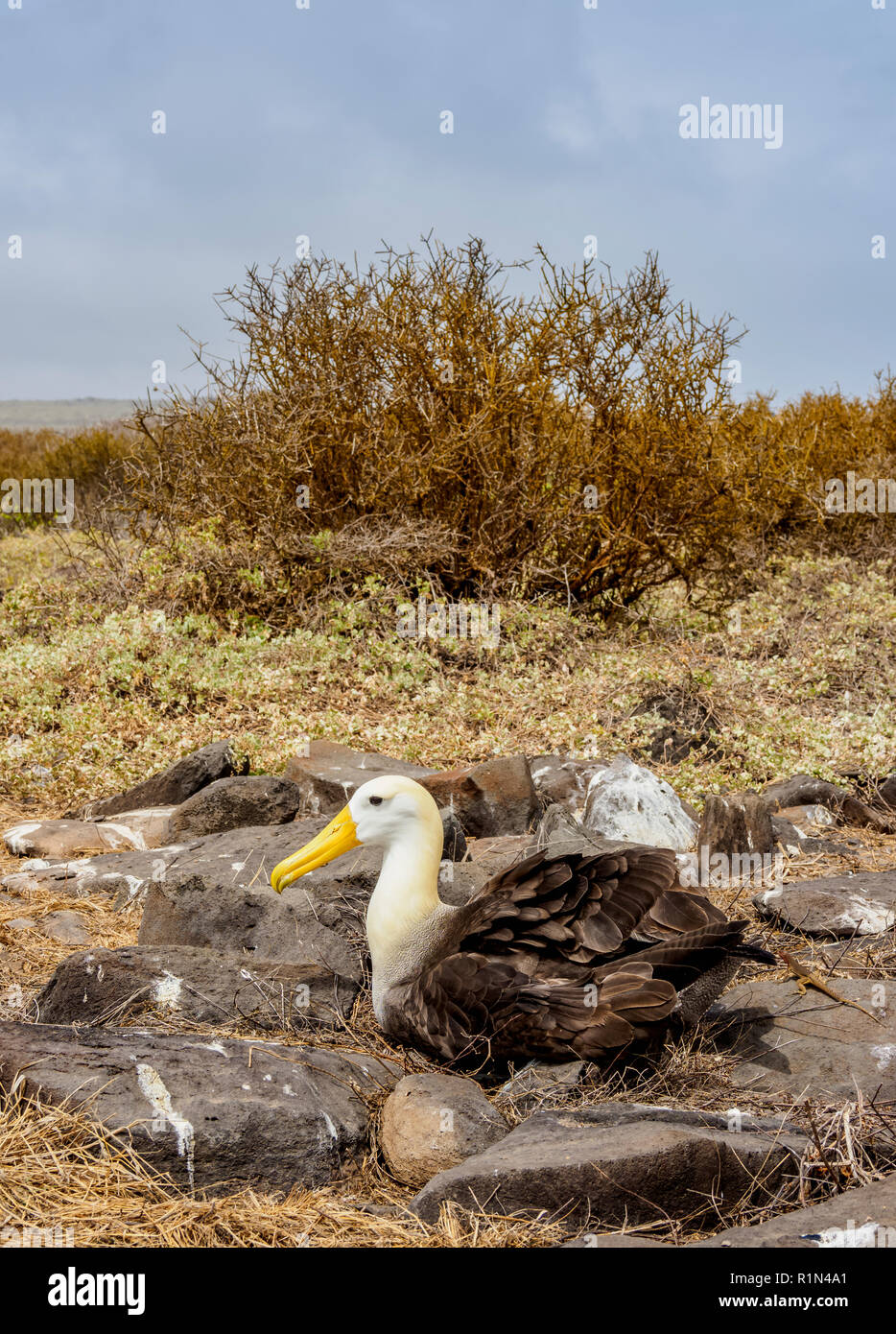 Waved albatross (Phoebastria irrorata), Punta Suarez, Espanola or Hood Island, Galapagos, Ecuador Stock Photo