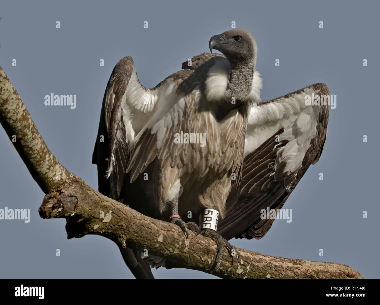 Ruppells Vulture (gyps rueppelli) Stock Photo