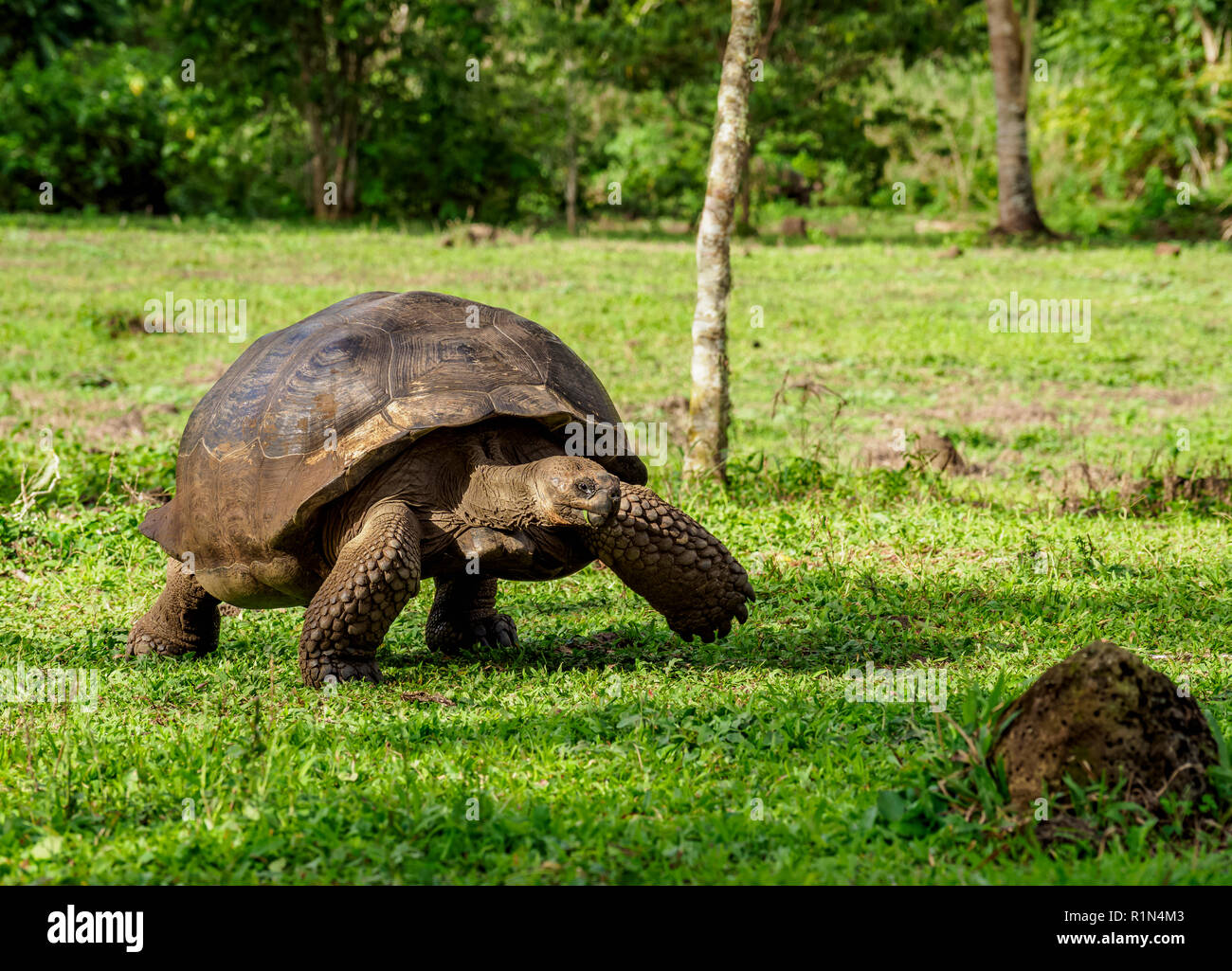 Giant Tortoise, El Chato, Highlands of Santa Cruz or Indefatigable Island, Galapagos, Ecuador Stock Photo