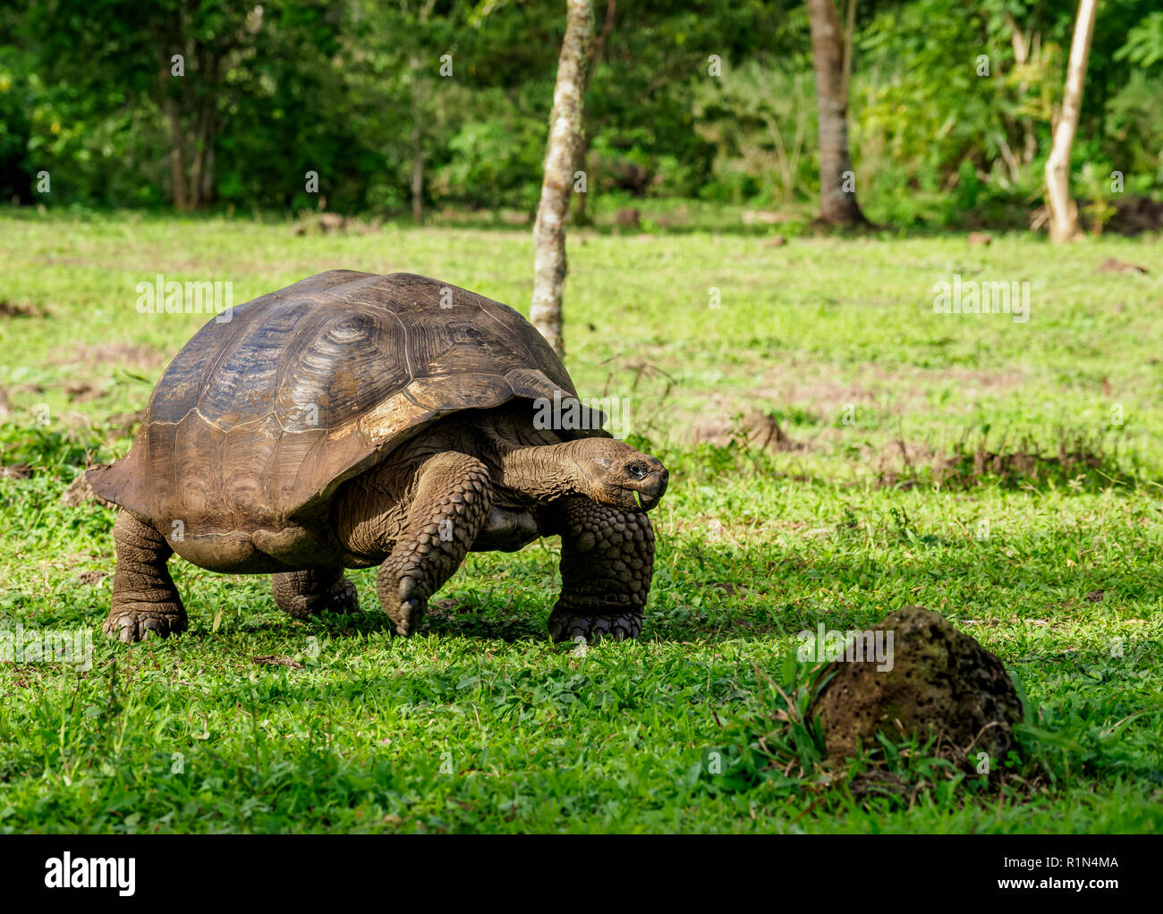 Giant Tortoise, El Chato, Highlands of Santa Cruz or Indefatigable Island, Galapagos, Ecuador Stock Photo