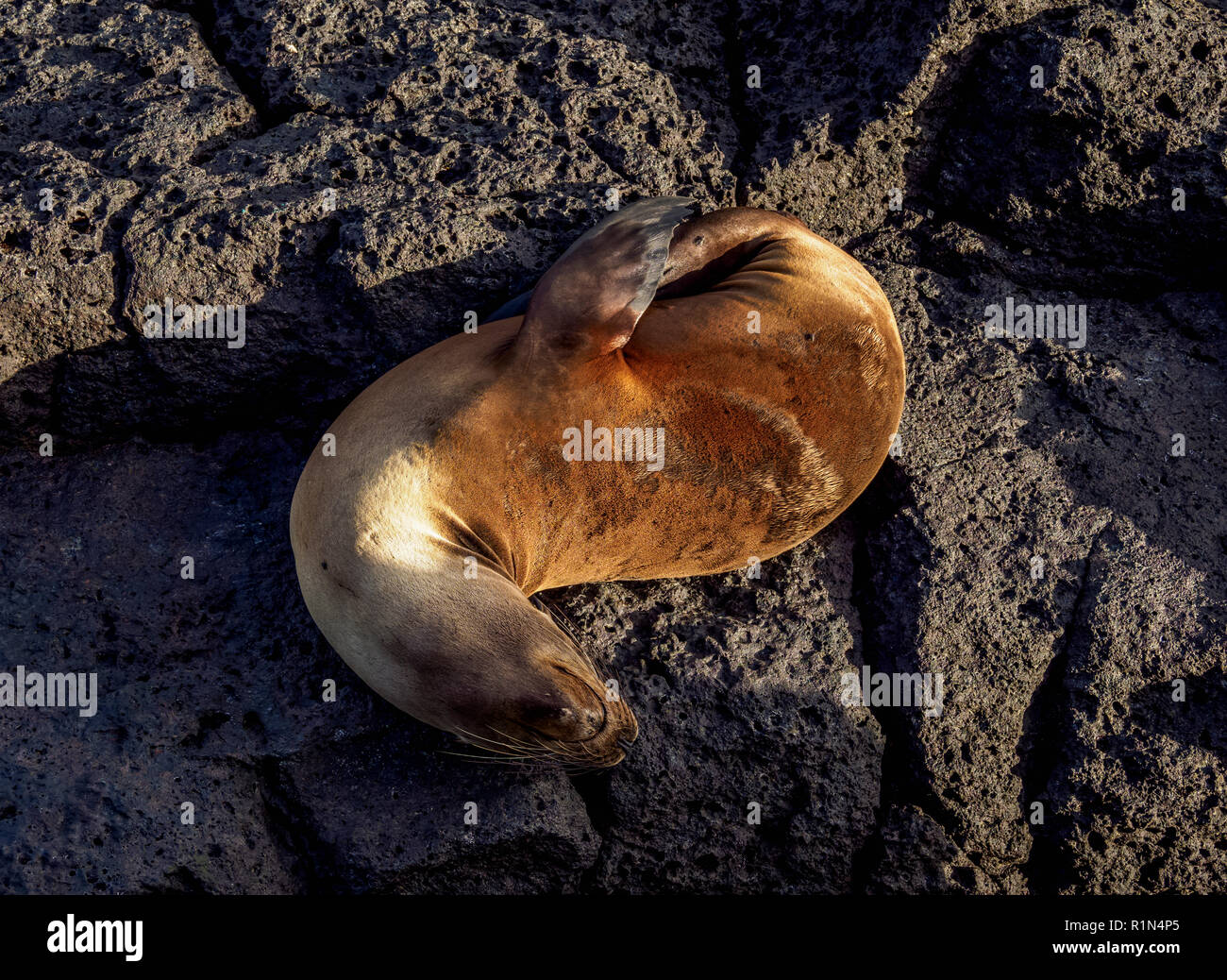 Sea Lion (Zalophus wollebaeki), Dragon Hill area, Santa Cruz or Indefatigable Island, Galapagos, Ecuador Stock Photo
