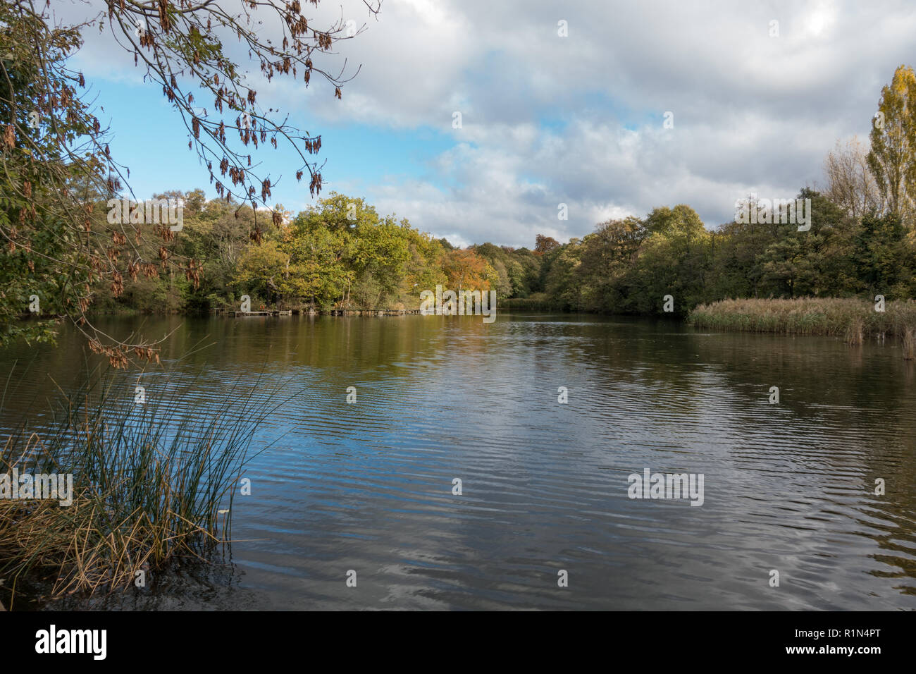 Lake with surrounding Autumn Colours. Baggeridge Country Park. UK Stock ...