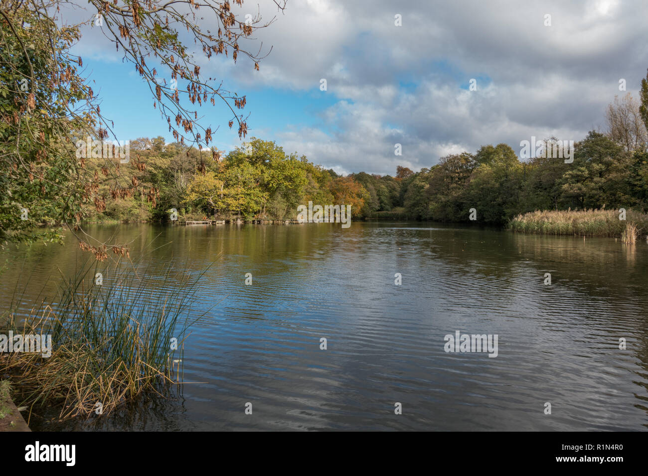 Lake with surrounding Autumn Colours. Baggeridge Country Park. UK Stock ...
