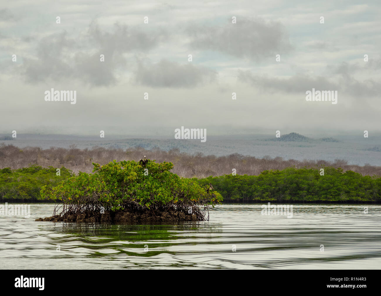 Mangrove Forest at Black Turtle Cove, Santa Cruz or Indefatigable Island, Galapagos, Ecuador Stock Photo
