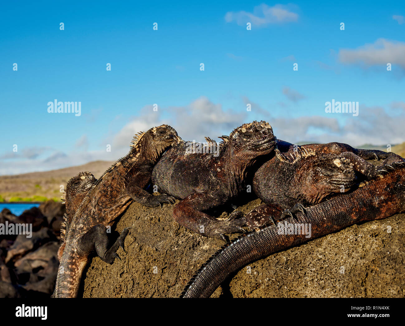 Marine iguanas (Amblyrhynchus cristatus), San Cristobal or Chatham Island, Galapagos, Ecuador Stock Photo