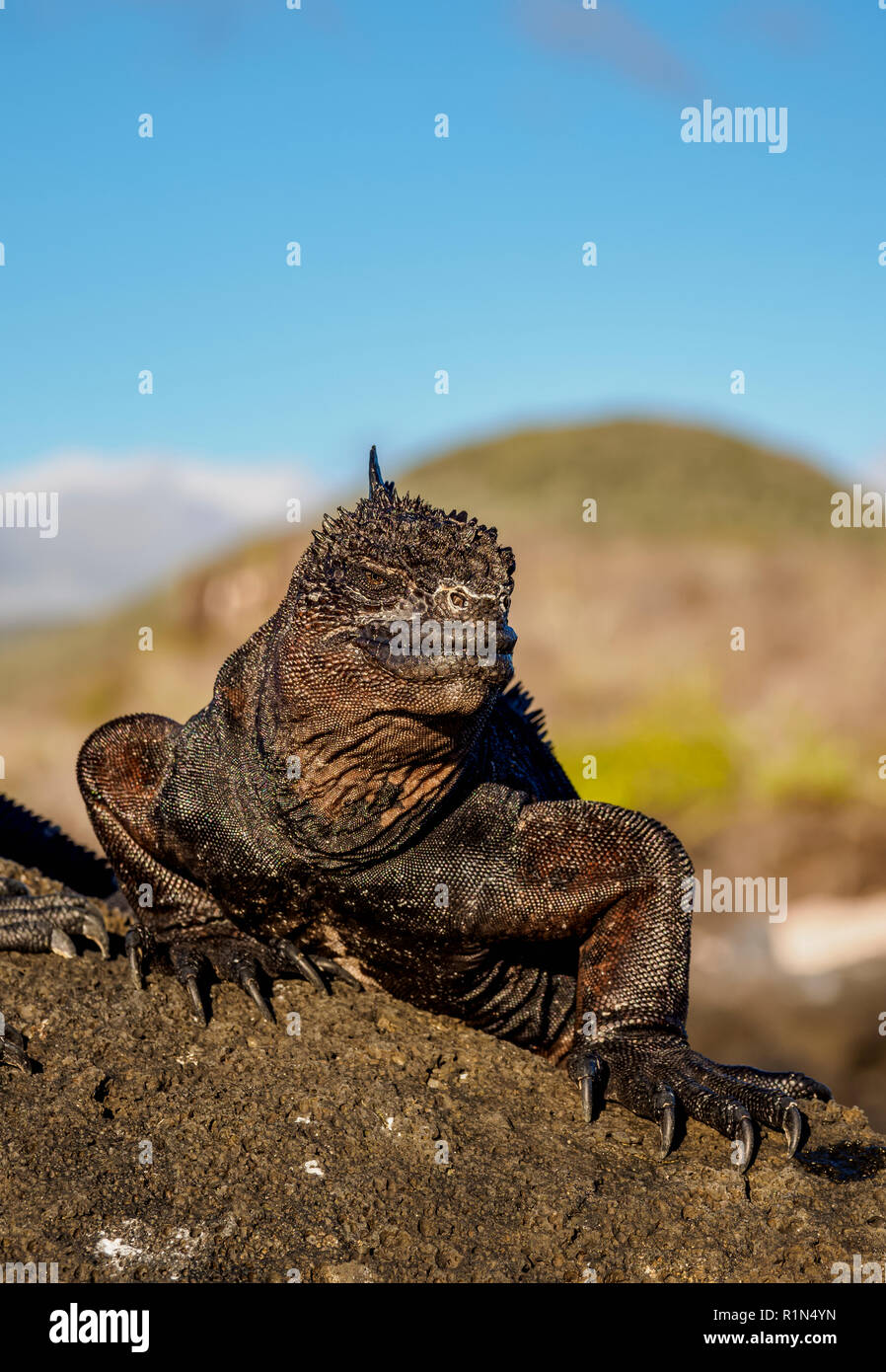 Marine iguana (Amblyrhynchus cristatus), San Cristobal or Chatham Island, Galapagos, Ecuador Stock Photo