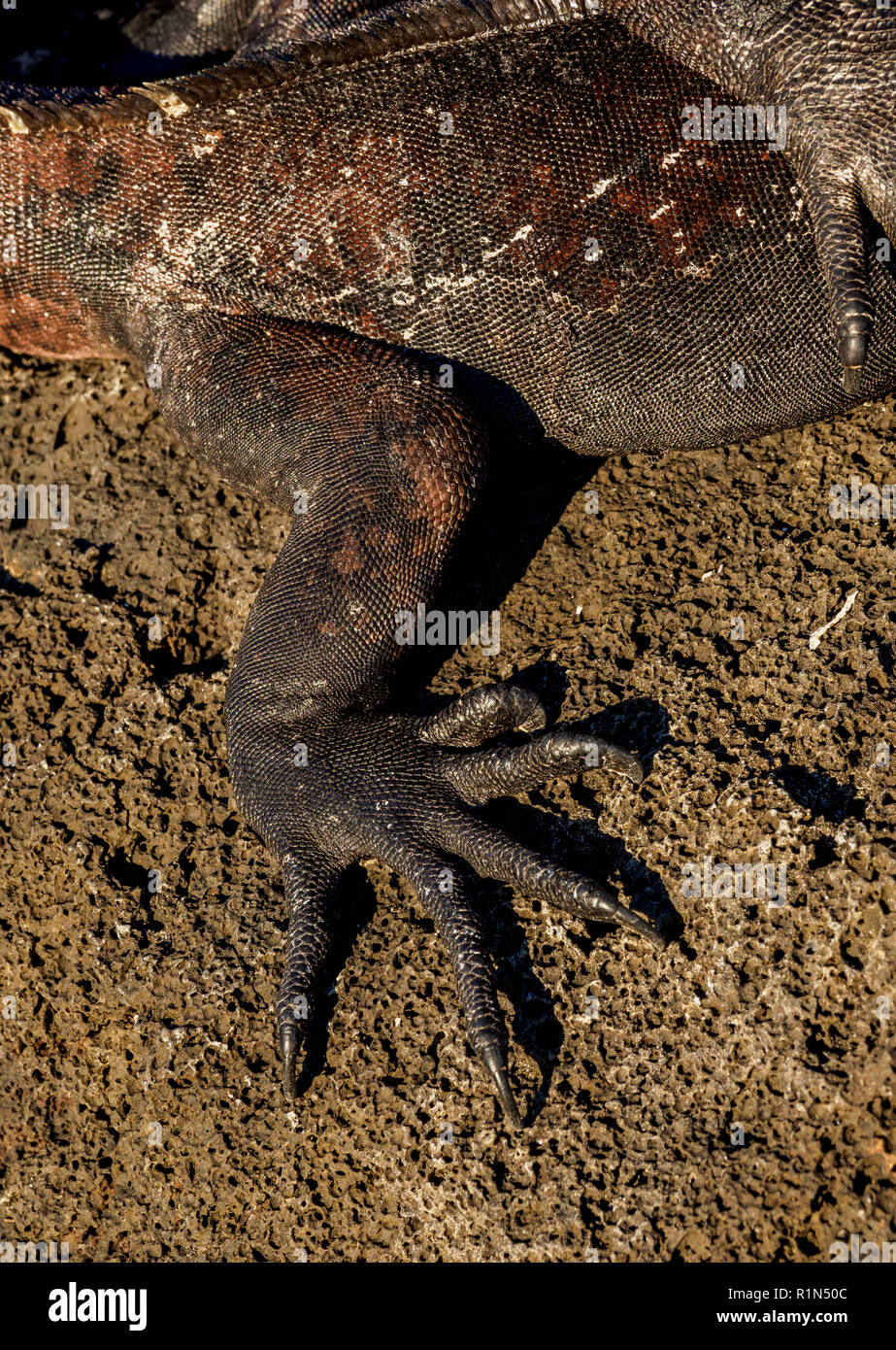 Marine iguana (Amblyrhynchus cristatus), detailed view, San Cristobal or Chatham Island, Galapagos, Ecuador Stock Photo
