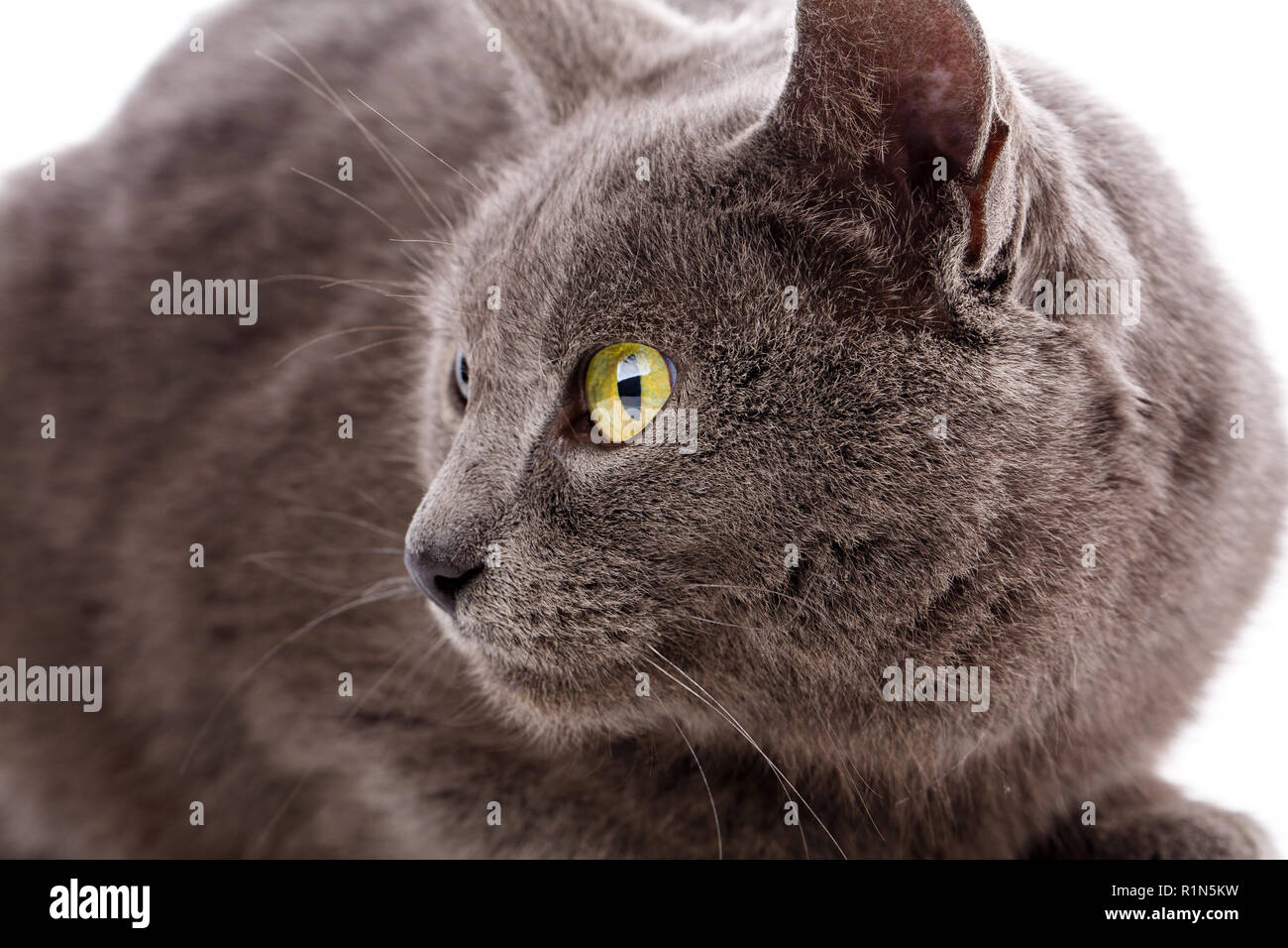 Cat Portrait without breed. A simple gray cat Stock Photo