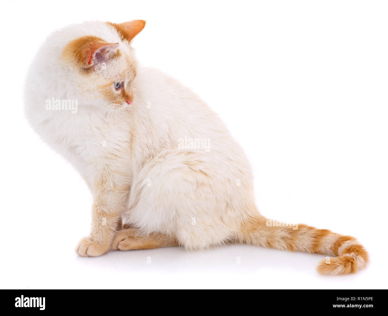 Fluffy mixed breed cat sits isolated on white Stock Photo