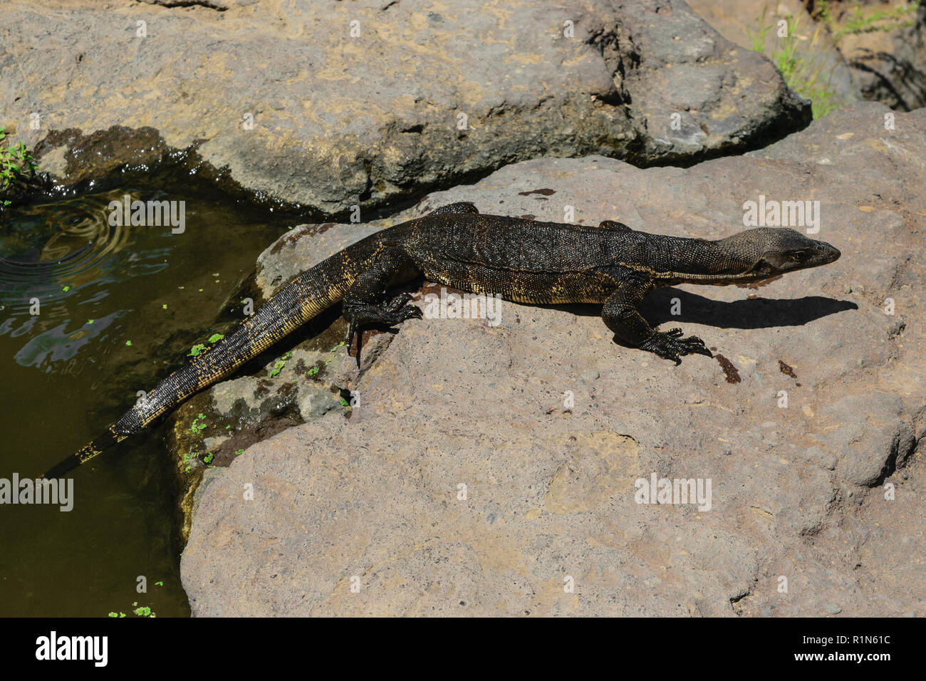Asian water monitor lizard walking from water to rocky land in Bali
