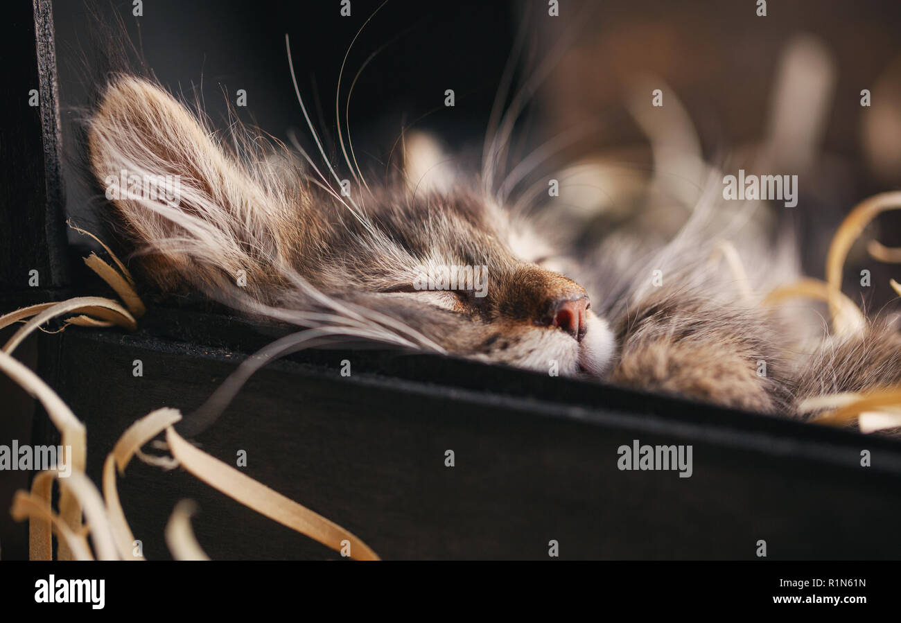Striped cat in a wooden chest. Funny gray kitty Stock Photo