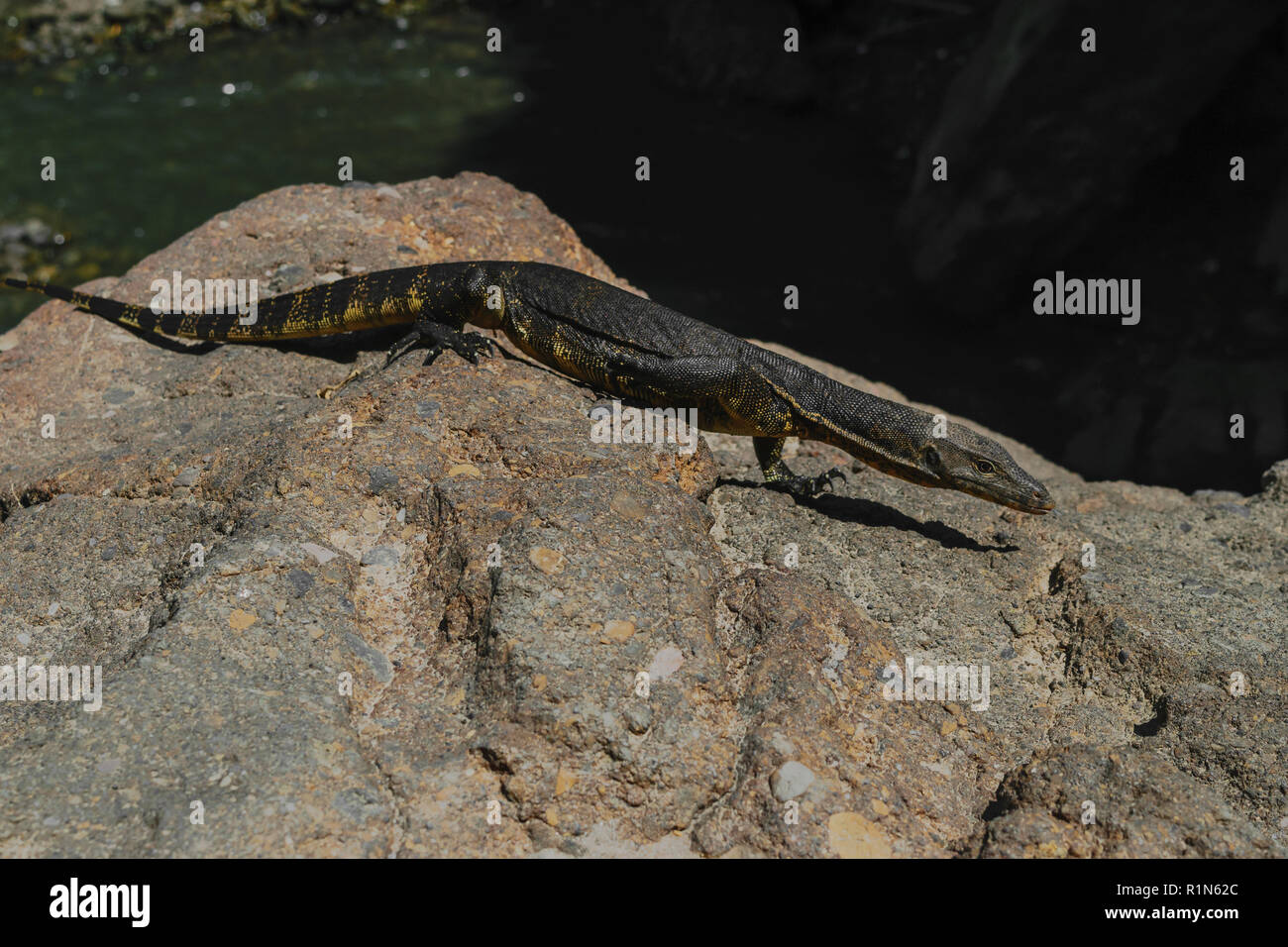 Walk on water lizard hires stock photography and images Alamy