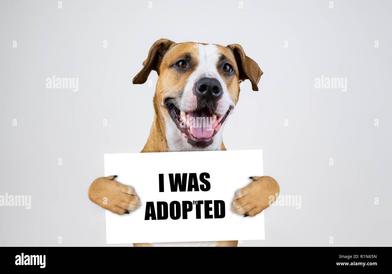 Pet adoption concept with staffordshire terrier dog.  Funny pitbull terrier holds 'i was adopted' sign in studio background Stock Photo