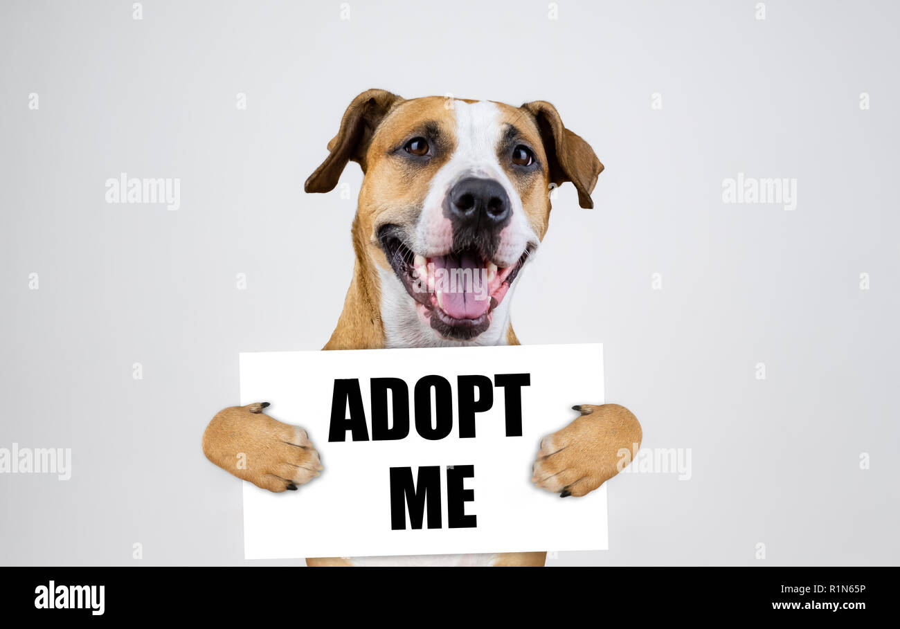Pet adoption concept with staffordshire terrier dog.  Funny pitbull terrier holds 'i was adopted' sign in studio background Stock Photo