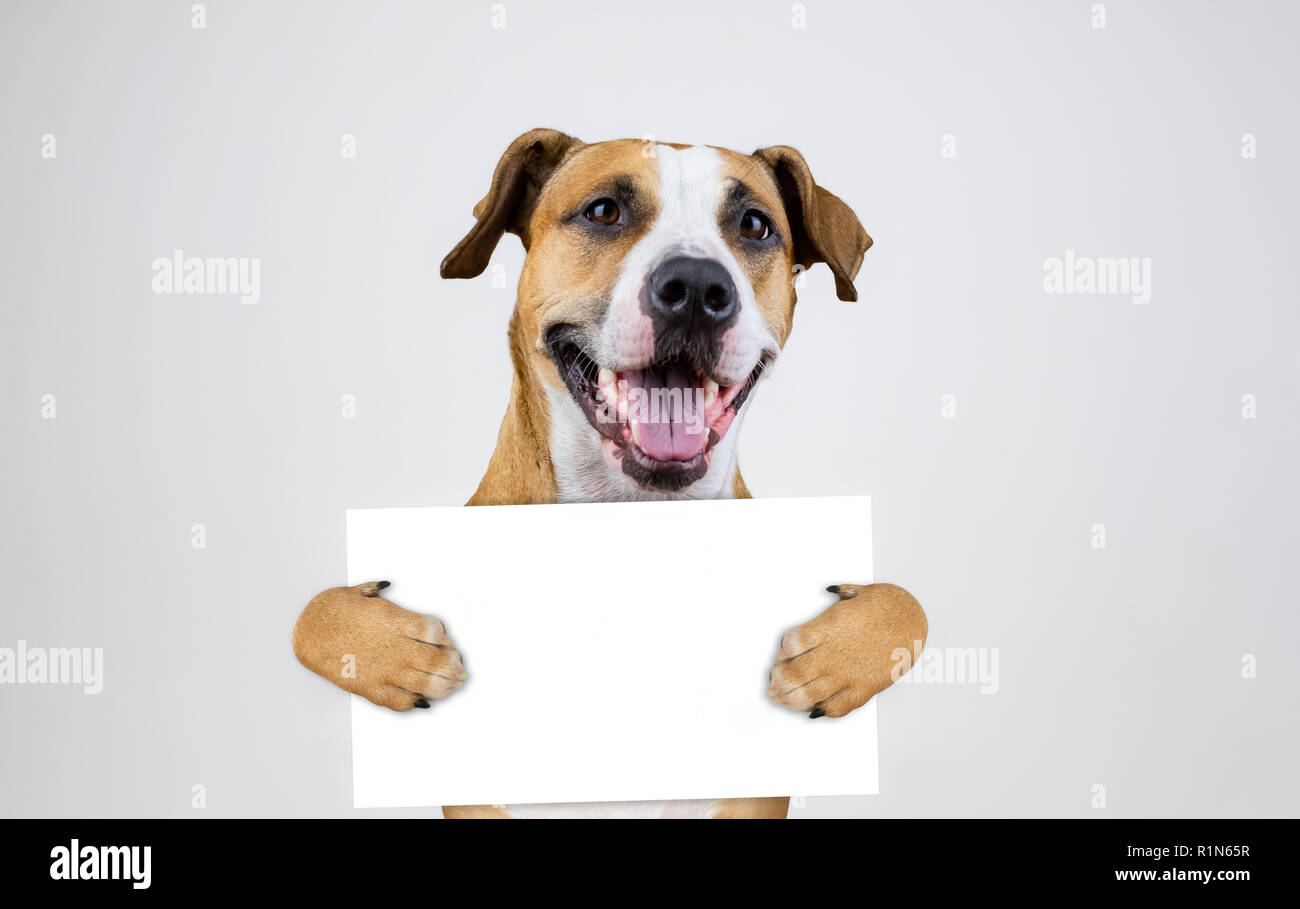 American election activism concept with staffordshire terrier dog.  Funny pitbull terrier holds empty sign in studio background Stock Photo