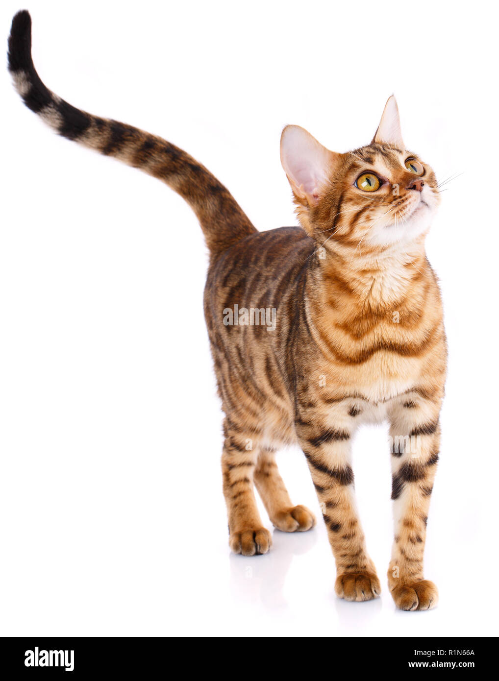 Playful Bengal cat looking up. Pets, animals and cats concept Stock Photo -  Alamy
