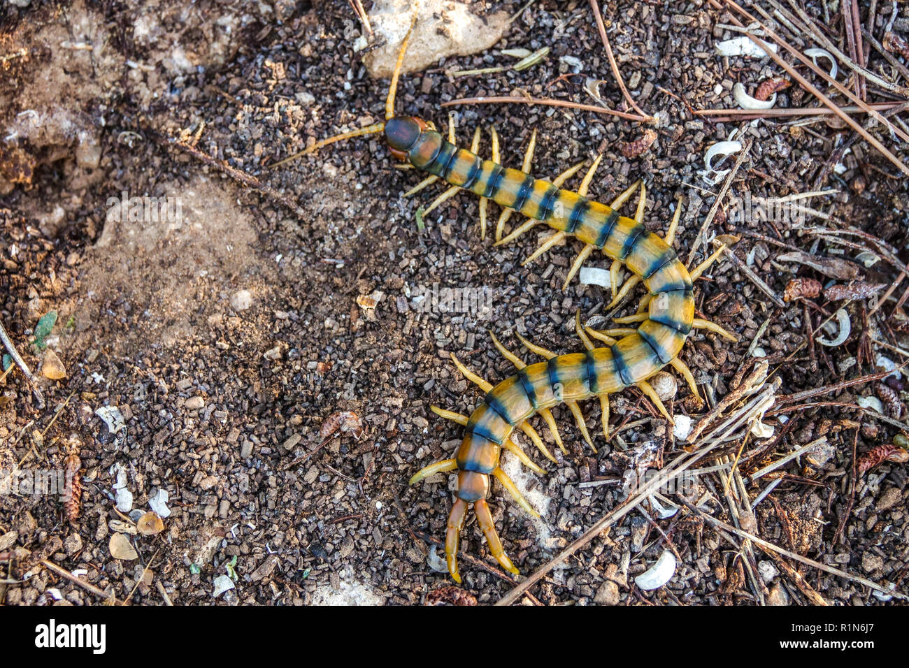 Mediterranean banded centipede, Scolopendra cingulata, Costa Blanca, Spain Stock Photo