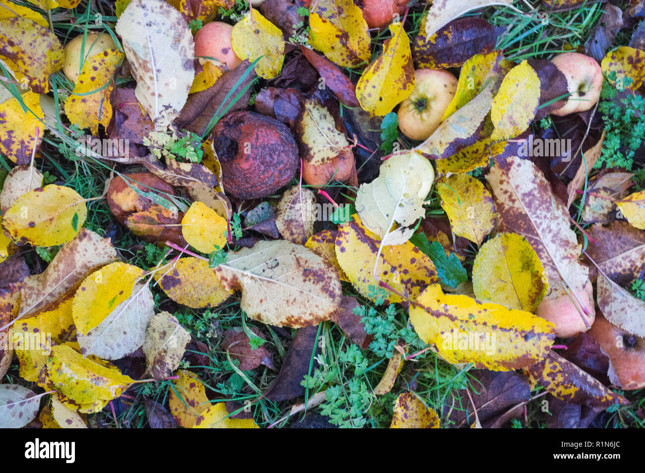 Colourful autumn leaves and rotting apples on the ground in an orchard Stock Photo