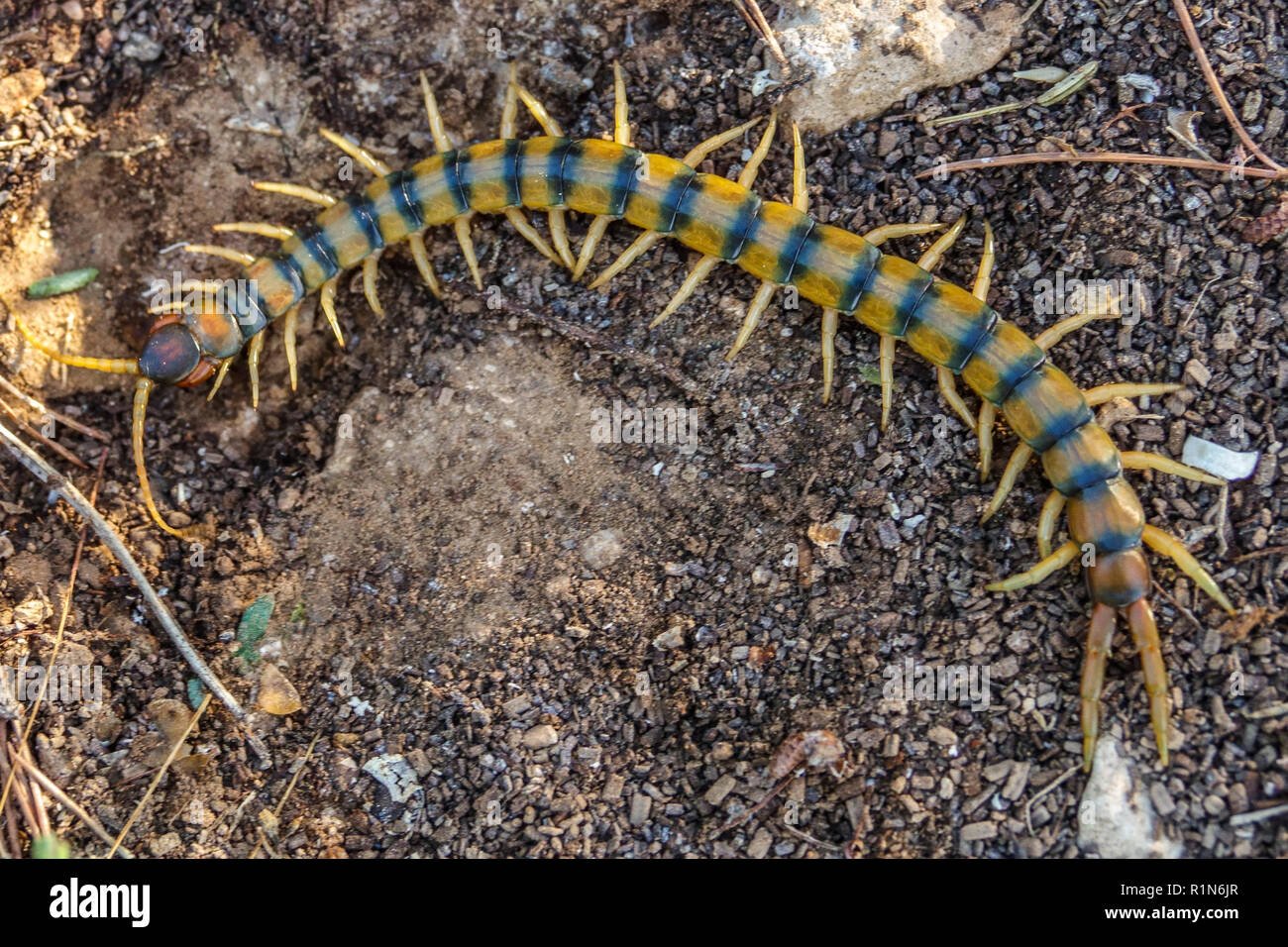 Mediterranean banded centipede, Scolopendra cingulata, Costa Blanca, Spain Stock Photo