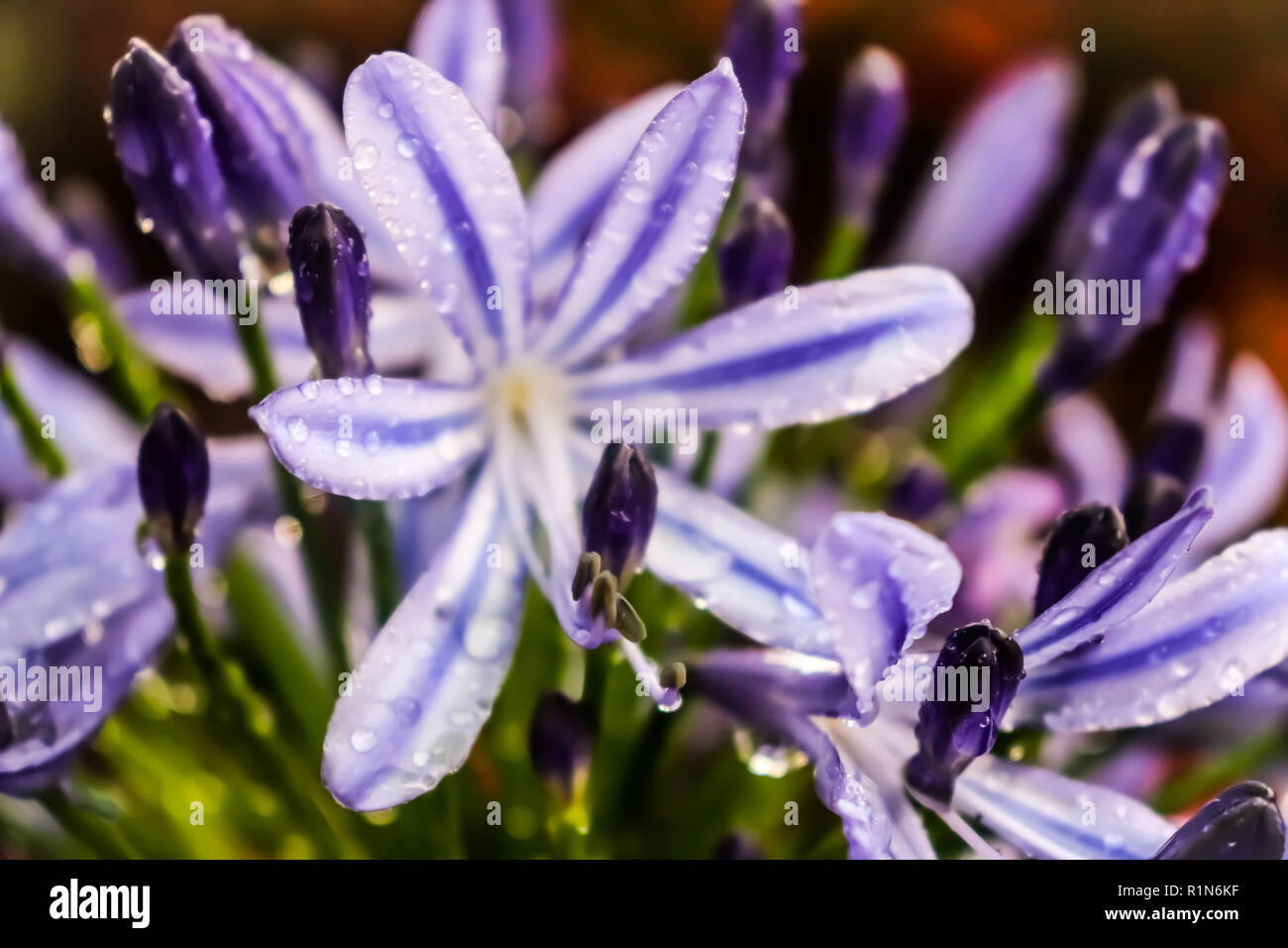 flor silvestre Stock Photo