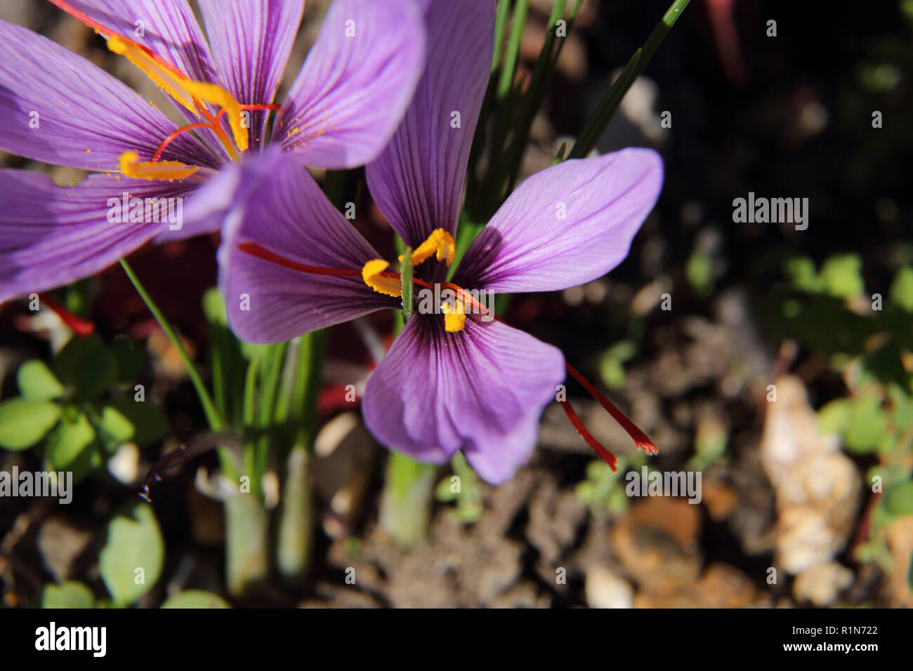 Saffron crocus hires stock photography and images Alamy