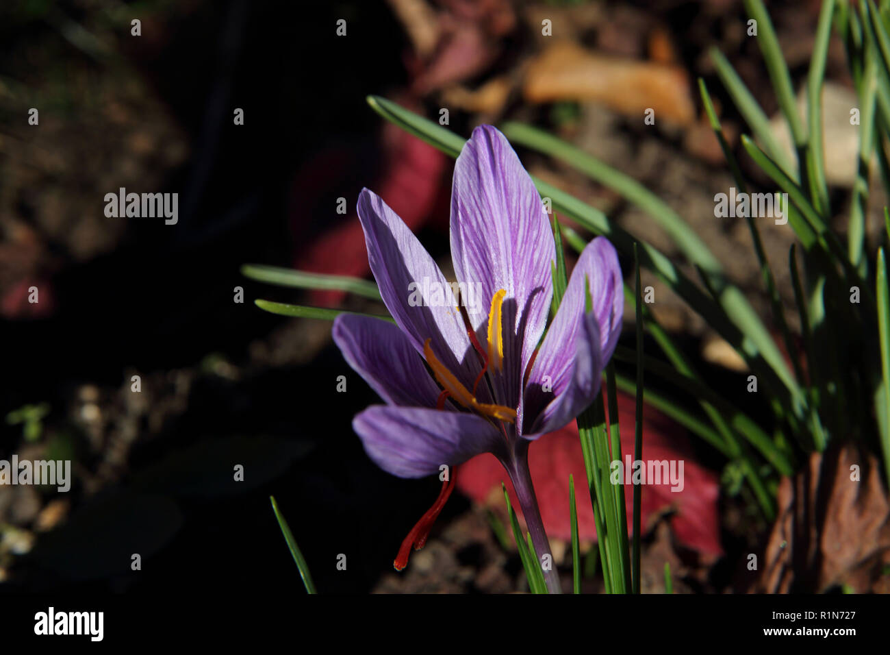 Saffron Crocus Growing in Garden Surrey England Stock Photo Alamy