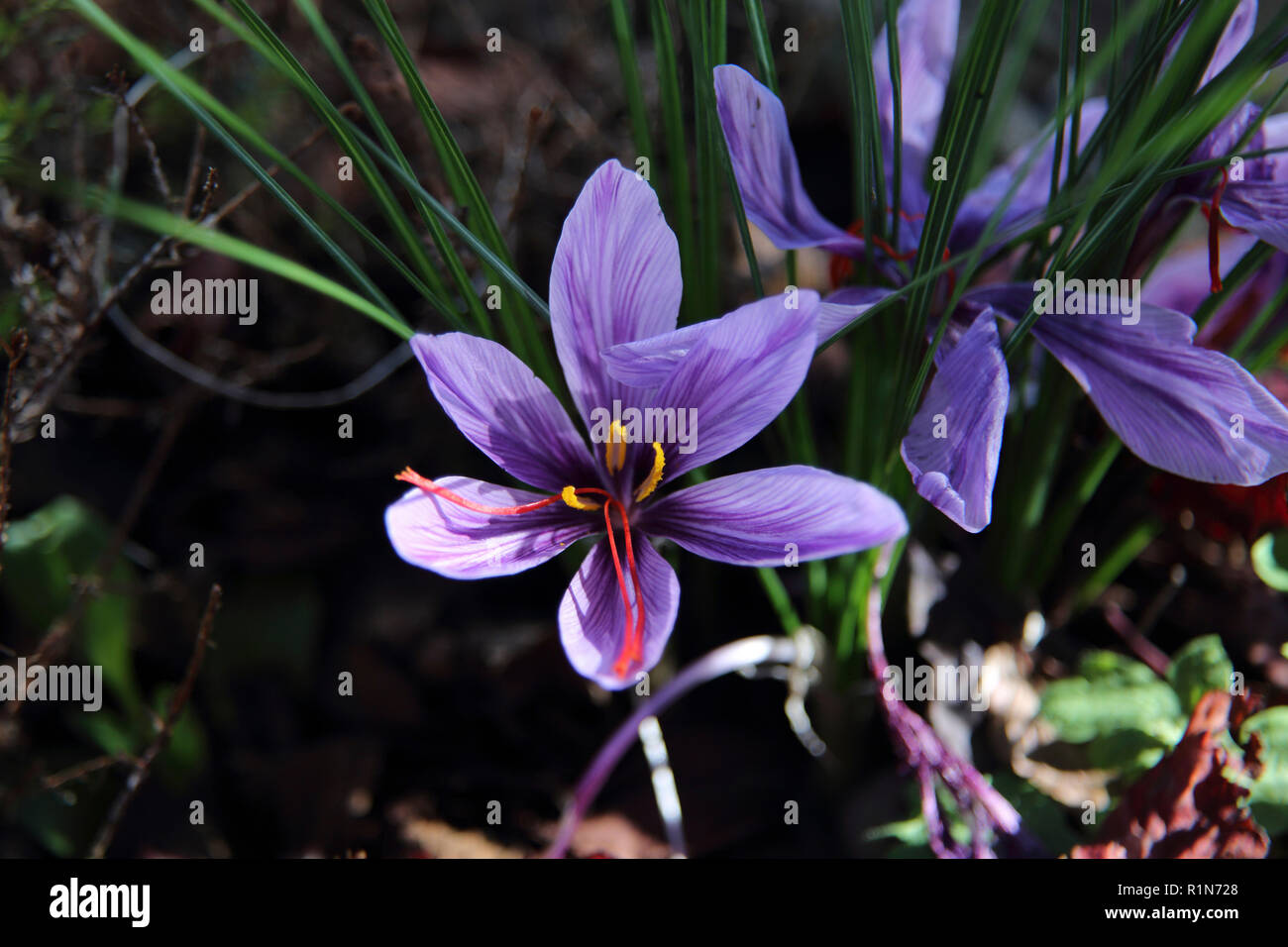 Saffron Crocus Growing in Garden Surrey England Stock Photo Alamy