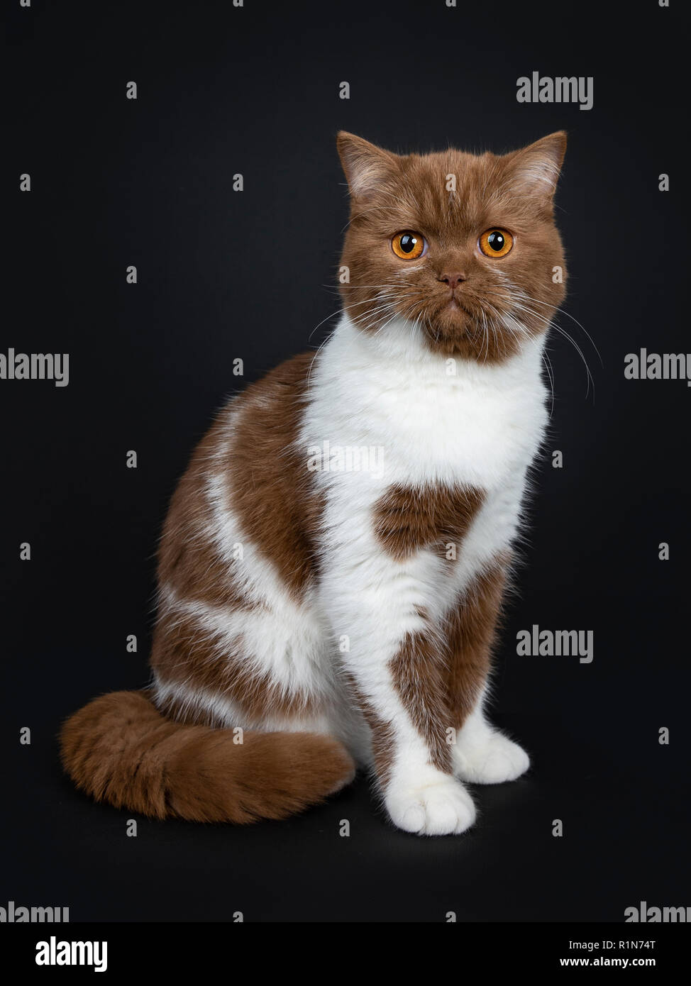 Beautiful Cinnamon With White British Shorthair Cat Kitten Sitting