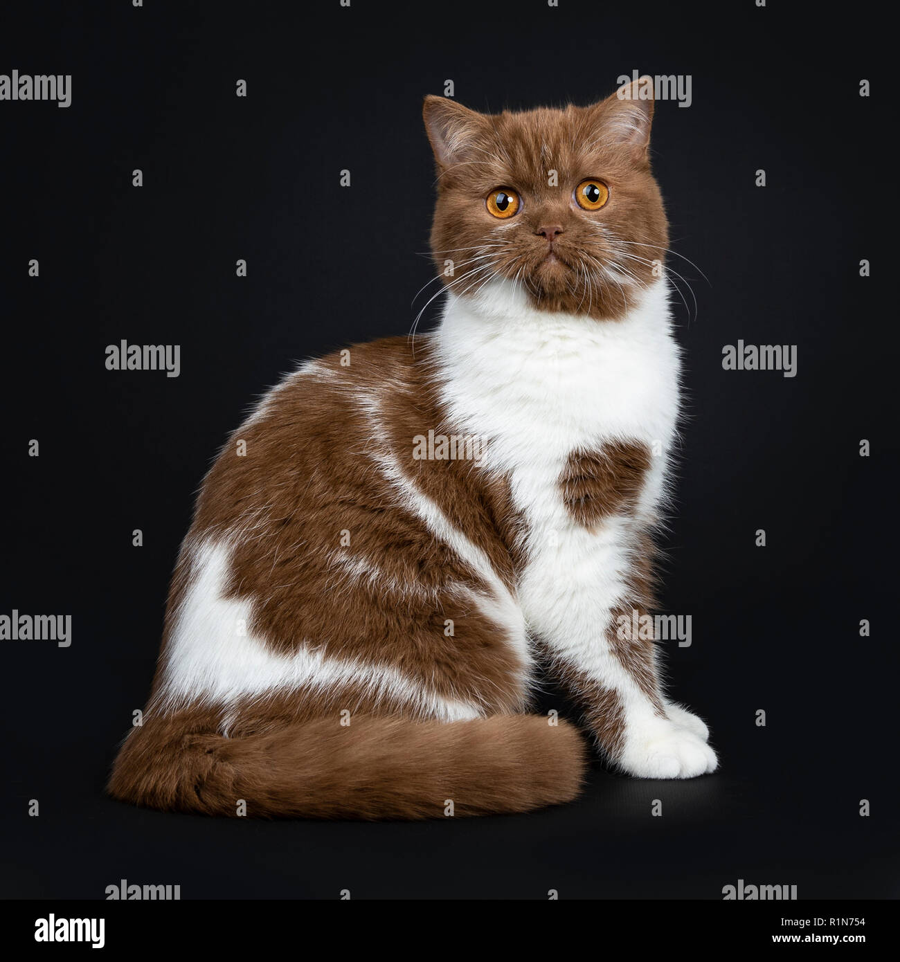 Beautiful cinnamon with white British Shorthair cat kitten sitting side