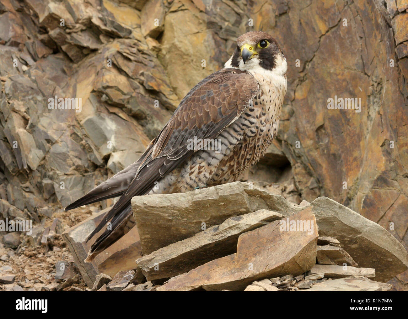 Peregrine Falcon Uk High Resolution Stock Photography and Images Alamy