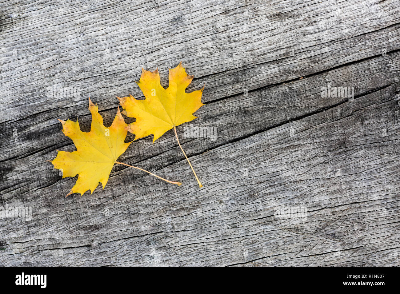 Autumn nature background with maple leaves hi-res stock photography and ...