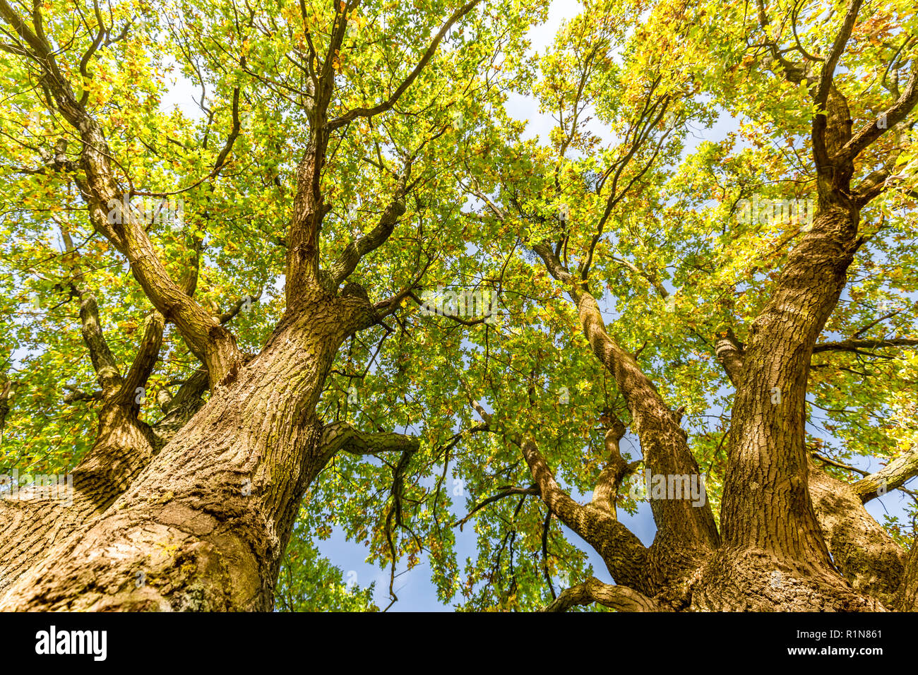 Sun rays shining through tree, nature background. Calming and relaxing nature background, green leaves Stock Photo