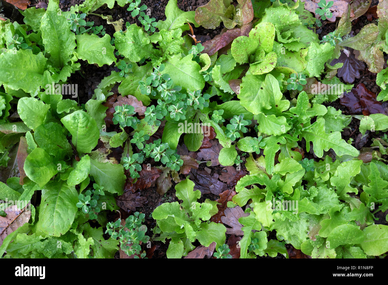 Winter lettuce seedlings growing in a vegetable garden plot in November in rural Wales UK  KATHY DEWITT Stock Photo