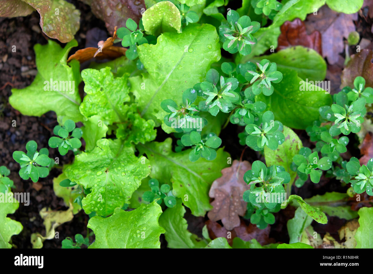 Winter lettuce growing in a vegetable garden plot in November in rural