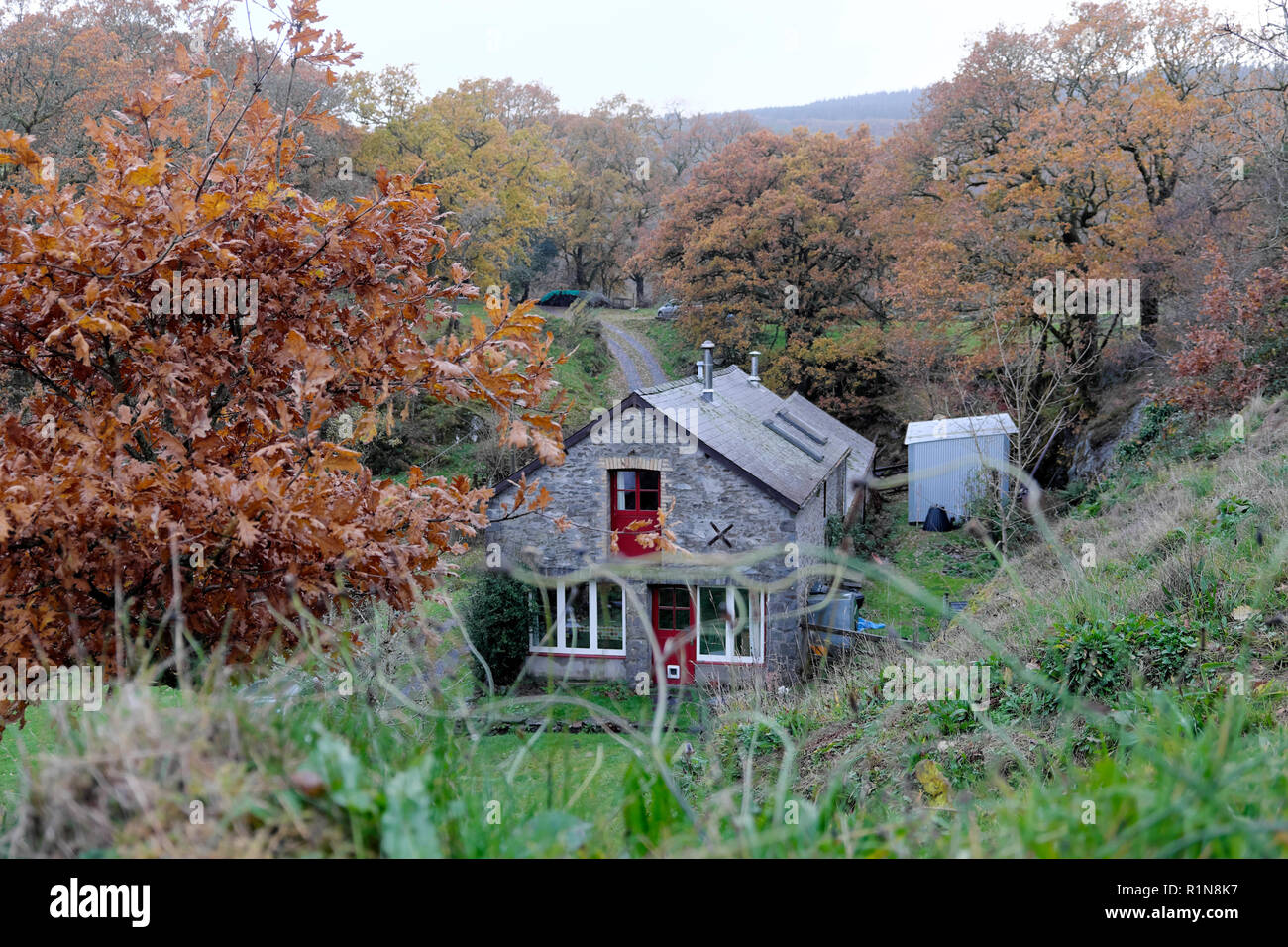 View of a converted barn house home stone cottage in autumn in rural  countryside with oak trees and oak leaves Carmarthenshire Wales UK  KATHY DEWITT Stock Photo
