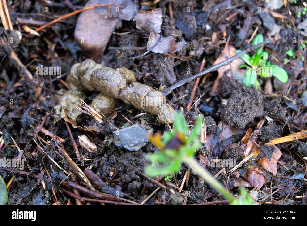 cat poop in vegetable garden